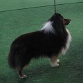 Wystawa w NDM, collie, sheltie #NowyDwórMazowiecki #wystawa #collie #sheltie