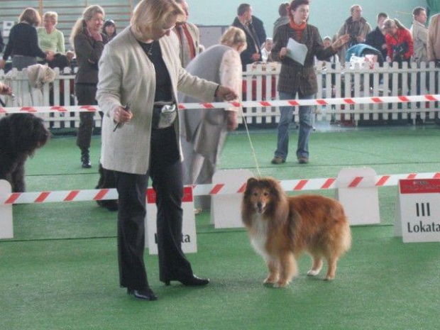 Wystawa w NDM, collie, sheltie #NowyDwórMazowiecki #wystawa #collie #sheltie