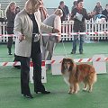 Wystawa w NDM, collie, sheltie #NowyDwórMazowiecki #wystawa #collie #sheltie