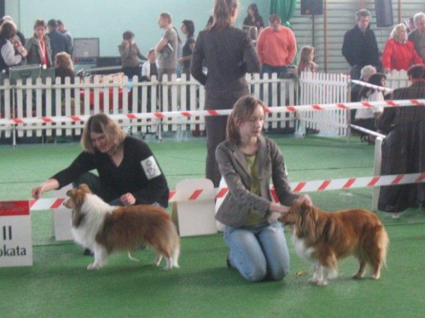 Wystawa w NDM, collie, sheltie #NowyDwórMazowiecki #wystawa #collie #sheltie