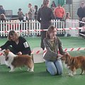 Wystawa w NDM, collie, sheltie #NowyDwórMazowiecki #wystawa #collie #sheltie