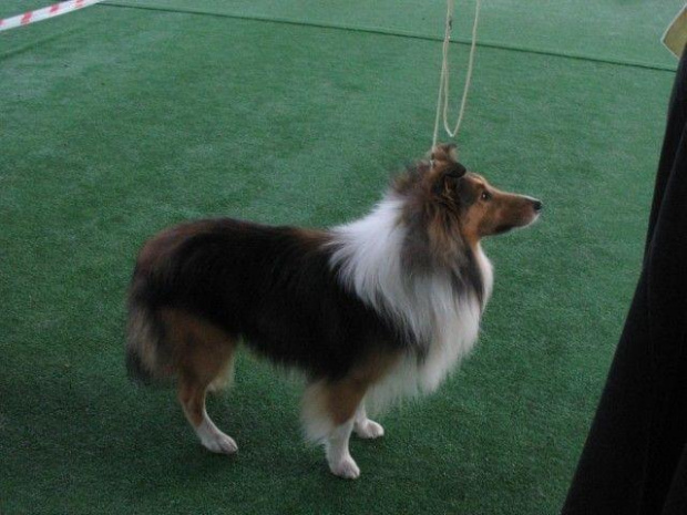 Wystawa w NDM, collie, sheltie #NowyDwórMazowiecki #wystawa #collie #sheltie