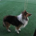 Wystawa w NDM, collie, sheltie #NowyDwórMazowiecki #wystawa #collie #sheltie