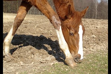 Portret konika o imieniu Gandi, stadnina koni Sokolnik #gandi #konie #koń #krajobraz #krajobrazy #natura #pastwisko #przyroda #sokolnik #zwierzęta #źrebaczek #źrebaczki #źrebak