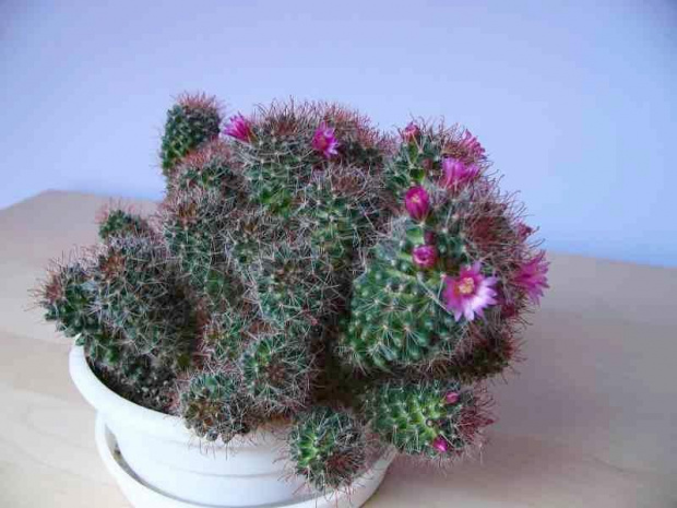 Mammillaria zeilmanniana #kaktusy