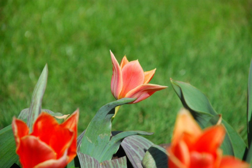tulipany przed moim domem