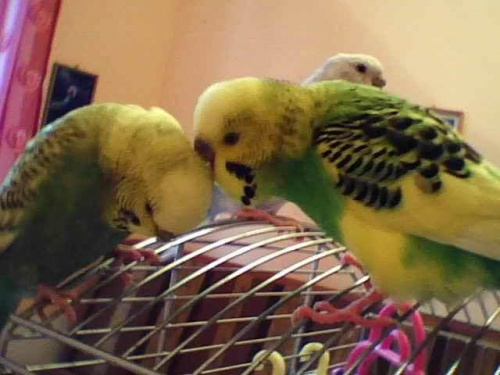 Papagaje: Śnieżka, Puszek, Laura, Fifilunia i Pusiek. :)