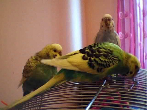 Papagaje. :)