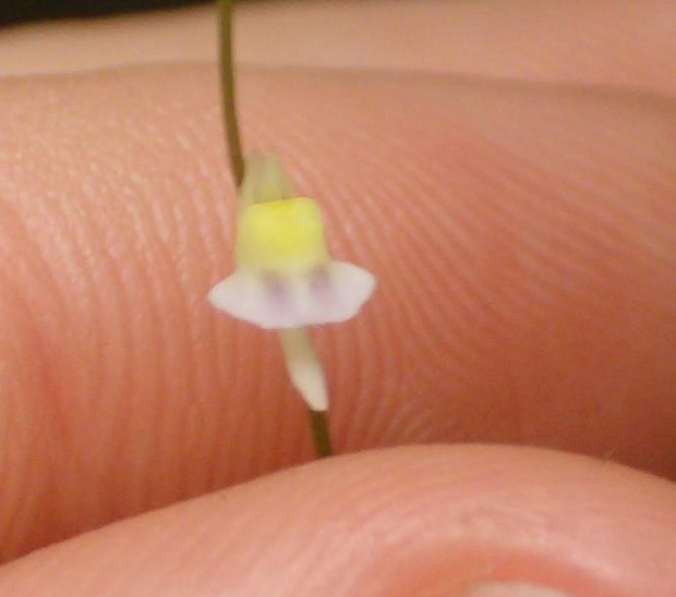 U. bisquamata 'large pale flower'