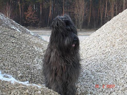 #briard #briardy #pies #psy