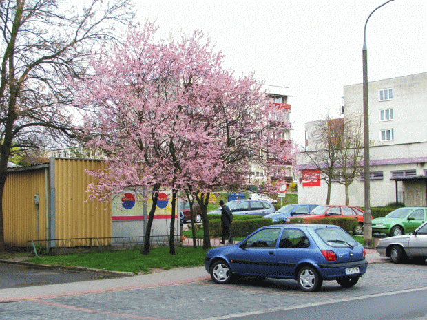 Na ulicy Kołłątaja #Puławy #wiosna