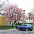 Na ulicy Kołłątaja #Puławy #wiosna
