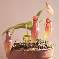 Nepenthes ventricosa x ovata