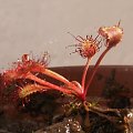 drosera x