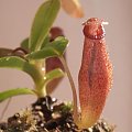 Nepenthes ventricosa x ovata