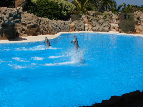 DELFIN SHOW -Loro Parque w Puerto de la Cruz