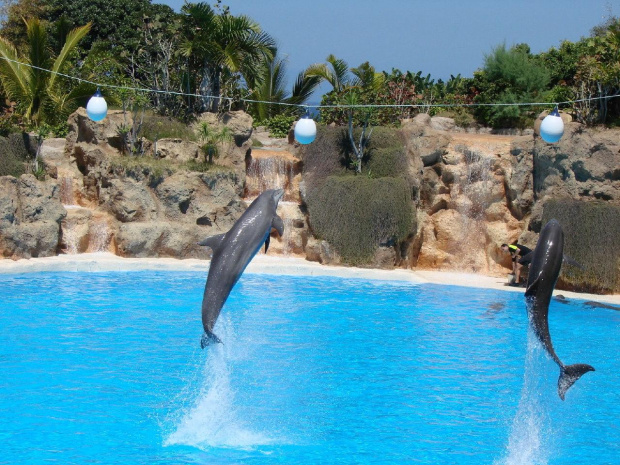 DELFIN SHOW -Loro Parque w Puerto de la Cruz