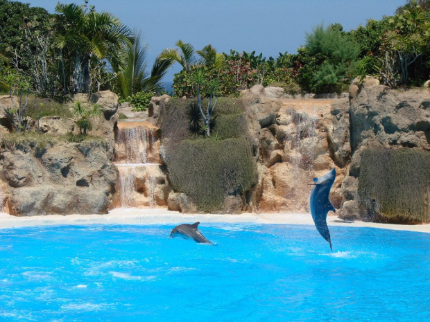 DELFIN SHOW -Loro Parque w Puerto de la Cruz