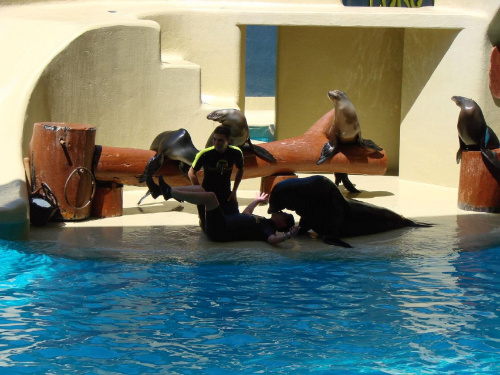 SEAL SHOW -Loro Parque w Puerto de la Cruz