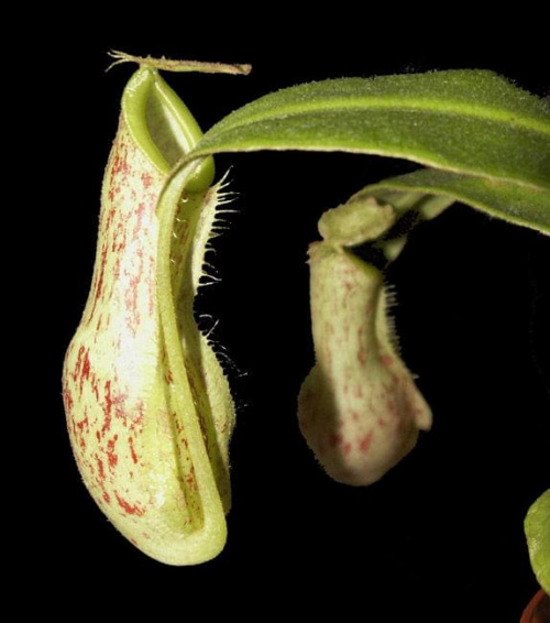 Nepenthes x kuchingensis