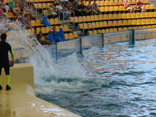 Orca Ocean SHOW