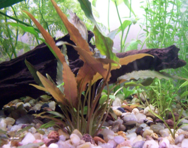 Cryptocoryne petchii