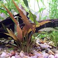 Cryptocoryne petchii