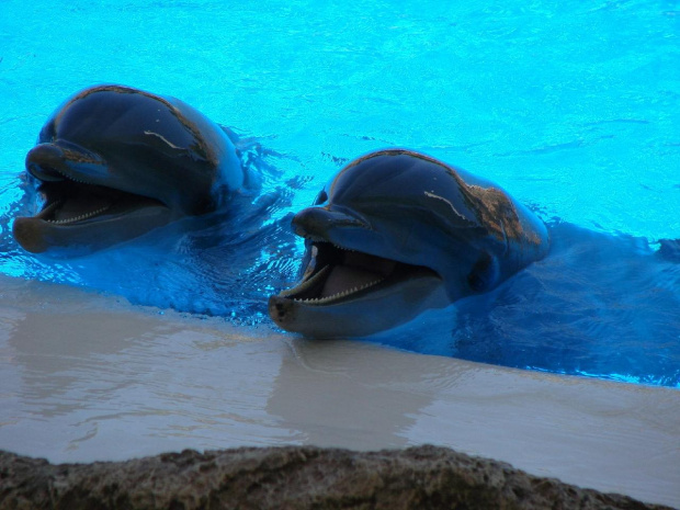 DELFIN SHOW -Loro Parque w Puerto de la Cruz