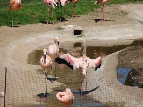 flamingi - Loro Parque w Puerto de la Cruz