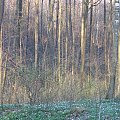 Koluszki, las, Rochna, Lisowice, przyroda, wiosna #Koluszki #wiosna #Lisowice #Rochna #przyroda #las