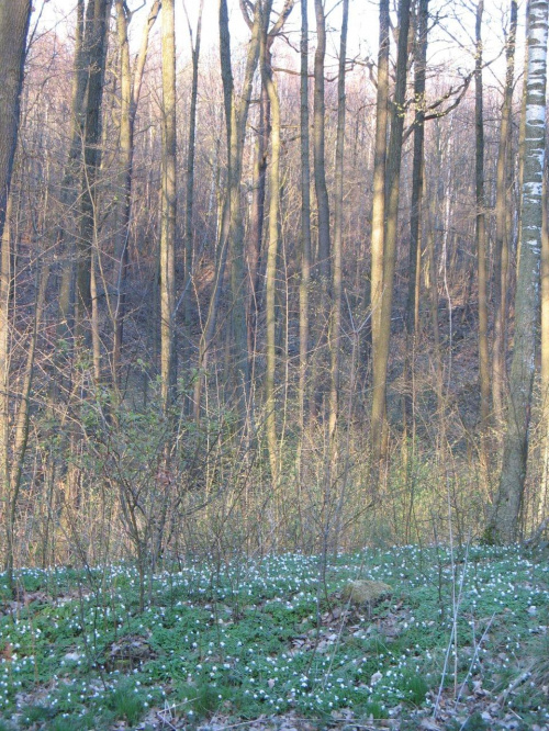 Koluszki, las, Rochna, Lisowice, przyroda, wiosna #Koluszki #wiosna #Lisowice #Rochna #przyroda #las