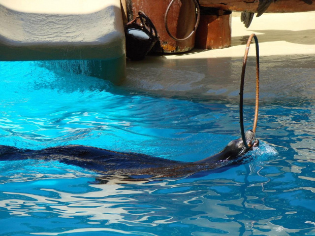 SEAL SHOW -Loro Parque w Puerto de la Cruz