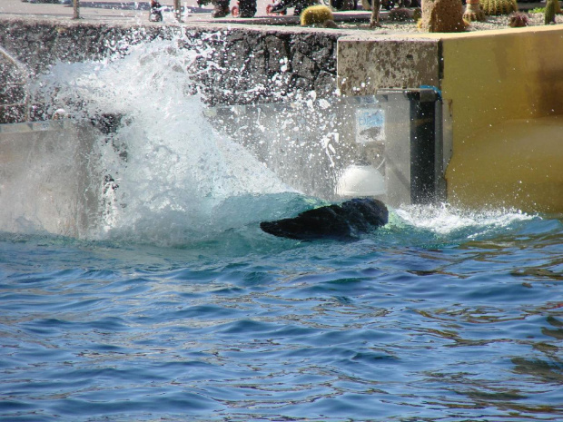 Orca Ocean SHOW