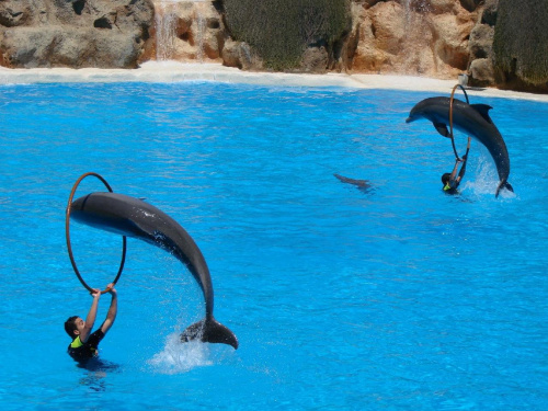 DELFIN SHOW -Loro Parque w Puerto de la Cruz