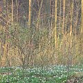 Koluszki, las, wiosna , Rochna, Lisowice, #Koluszki #wiosna #Lisowice #Rochna #przyroda #las