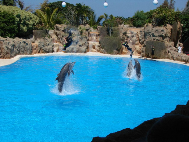 DELFIN SHOW -Loro Parque w Puerto de la Cruz