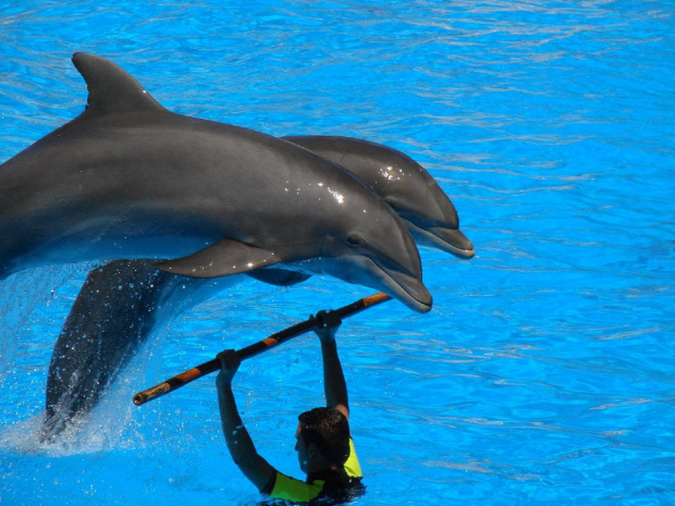 DELFIN SHOW -Loro Parque w Puerto de la Cruz