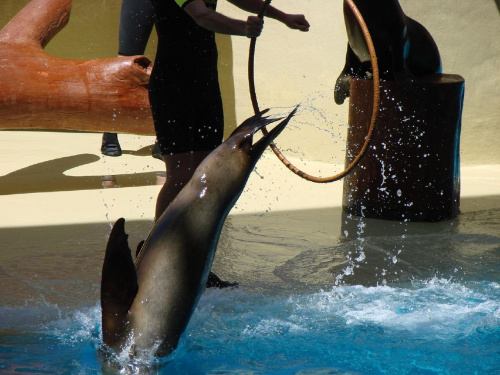 SEAL SHOW -Loro Parque w Puerto de la Cruz