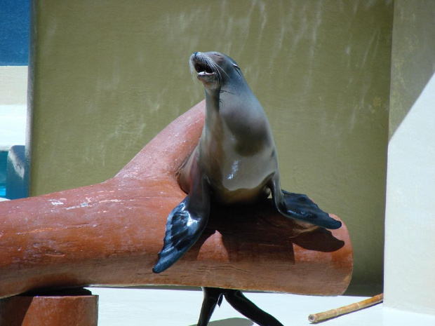 SEAL SHOW -Loro Parque w Puerto de la Cruz