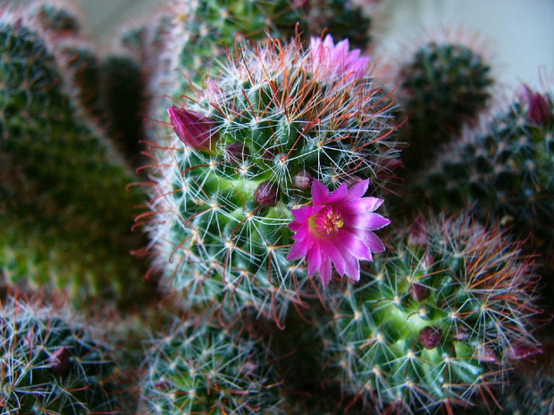 Mammillaria zeilmanniana