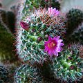 Mammillaria zeilmanniana