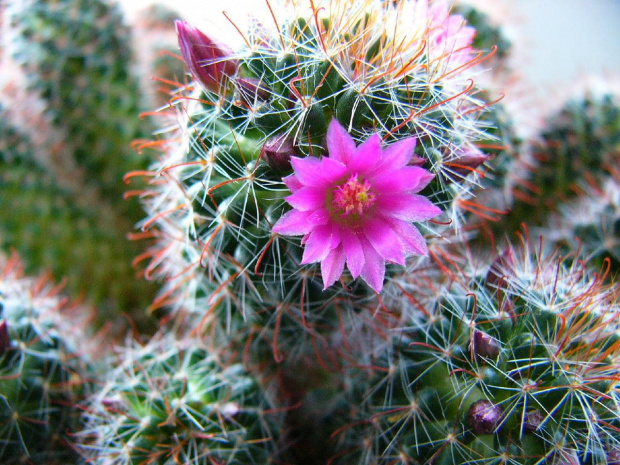 Mammillaria zeilmanniana