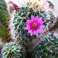 Mammillaria zeilmanniana